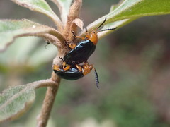 Lamprolina simillima