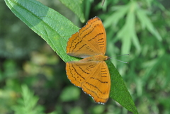 Pseudergolis wedah