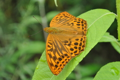 Argynnis paphia