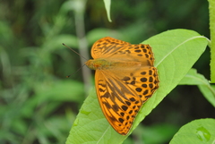 Argynnis paphia