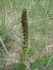 Veronica plantaginea