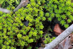 Syntrichia princeps