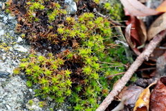 Syntrichia princeps