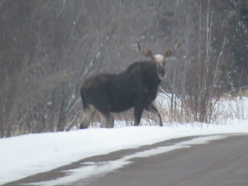 Moose photographed in Minnesota