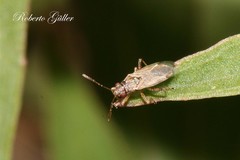Nysius simulans