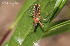 Cosmoclopius nigroannulatus