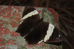 Neorina patria