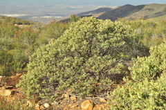 Arctostaphylos otayensis