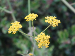 Leiotulus aureus
