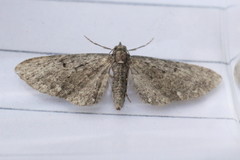 Eupithecia tripunctaria
