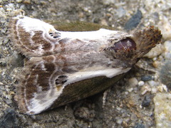 Stenoloba jankowskii