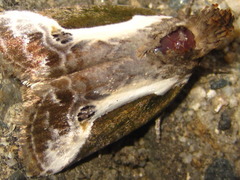 Stenoloba jankowskii