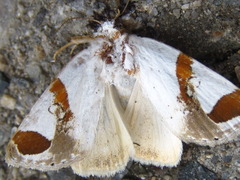 Sphragifera biplagiata