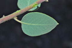 Arctostaphylos otayensis