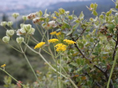 Leiotulus aureus