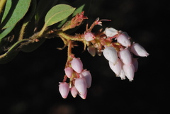 Arctostaphylos otayensis