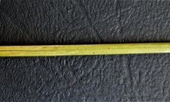 Juncus continuus