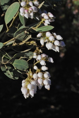Arctostaphylos otayensis