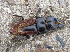 Serrognathus titanus castanicolor