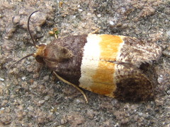 Statherotis towadaensis