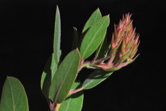Arctostaphylos otayensis