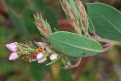 Arctostaphylos otayensis