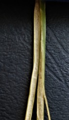 Juncus continuus