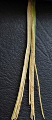 Juncus continuus
