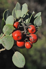 Arctostaphylos otayensis