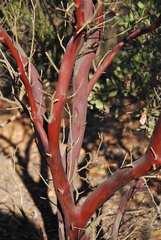 Arctostaphylos otayensis