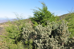 Arctostaphylos otayensis