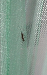 Heteroptera