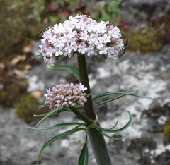 Valeriana italica