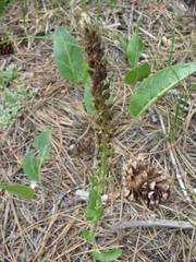 Veronica plantaginea