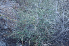 Rhinotropis cornuta fishiae