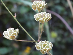 Leiotulus aureus