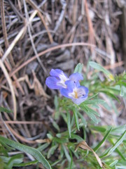 Penstemon caespitosus