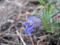 Penstemon caespitosus
