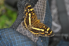 Araschnia prorsoides