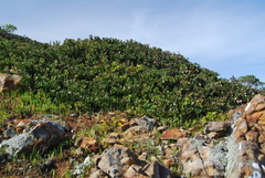 Arctostaphylos pacifica