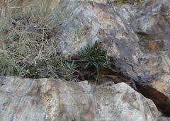 Dudleya viscida
