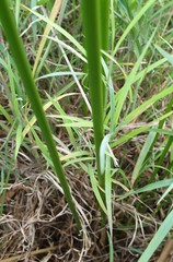 Juncus continuus