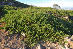 Arctostaphylos pacifica