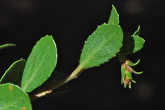 Arctostaphylos pacifica