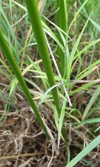 Juncus continuus