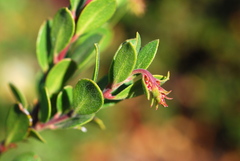 Arctostaphylos pacifica
