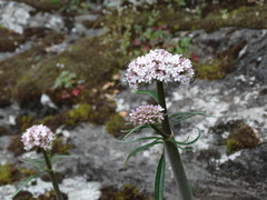 Valeriana italica