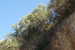 Comarostaphylis diversifolia diversifolia