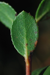 Arctostaphylos pacifica