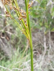 Juncus continuus